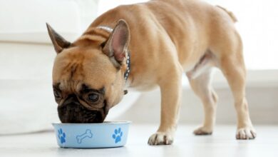 Melhores alimentos para cães: conheça a linha Quatree Select e outras