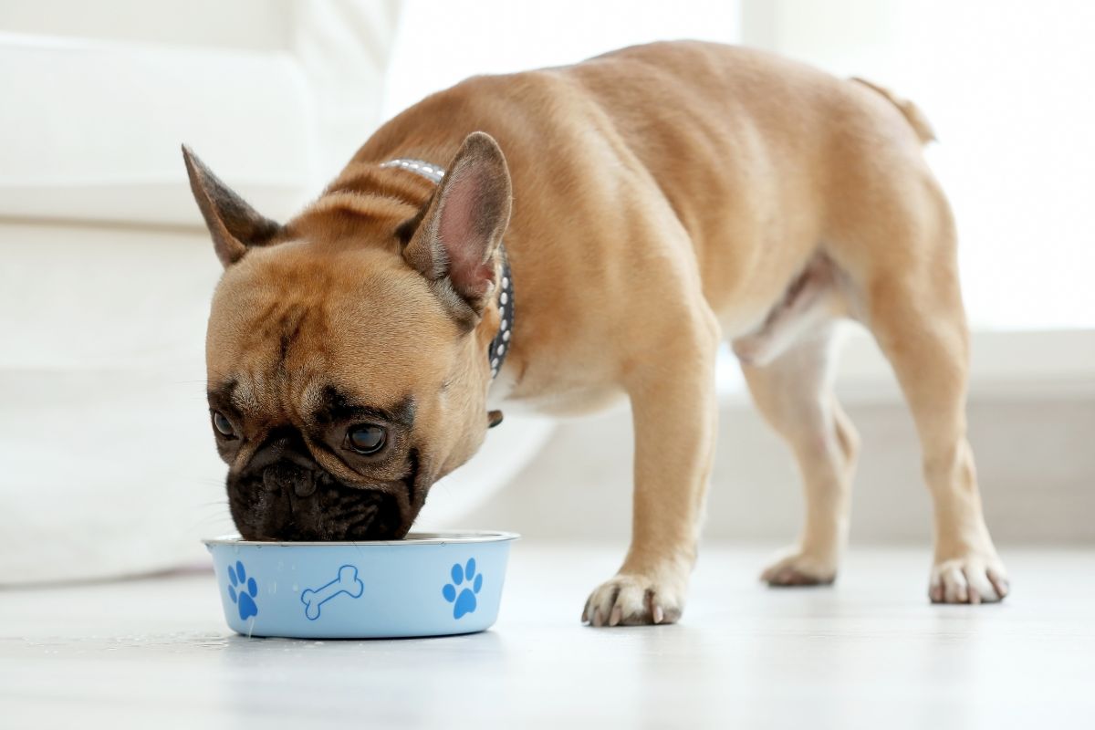 Melhores alimentos para cães: conheça a linha Quatree Select e outras